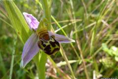 Ophrys apifera