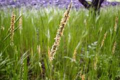 Alopecurus pratensis