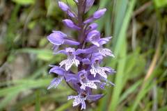 Dactylorhiza saccifera