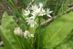 Allium ursinum