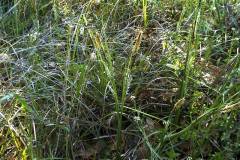 Carex flacca