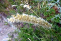 Melica ciliata