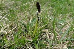 Carex nigra