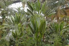 Ravenala madagascariensis