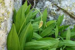 Allium victorialis