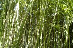 Phyllostachys viridi-glaucescens