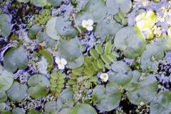 Hydrocharis morsus-ranae