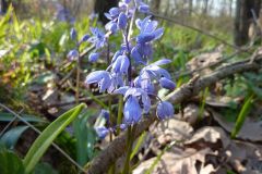 Scilla bithynica