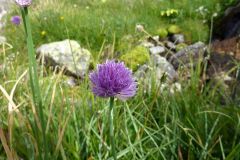 Allium schoenoprasum