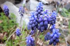 Muscari botryoides