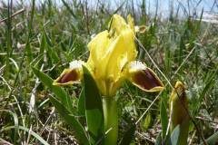 Iris suaveolens