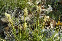 Carex caryophyllea
