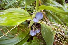 Polygonatum latifolium