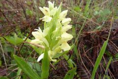 Dactylorhiza sambucina