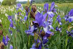 Iris sibirica