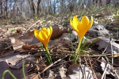 Crocus chrysanthus