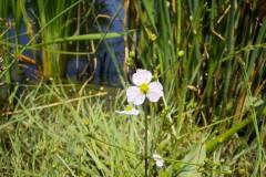 Alisma plantago-aquatica