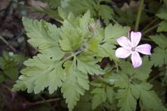 Geranium robertianum
