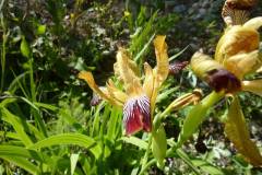 Iris variegata
