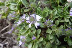 Globularia cordifolia
