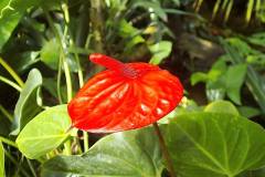 Anthurium andreanum