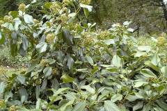 Hedera colchica