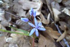 Scilla bifolia