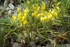 Allium flavum