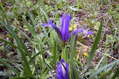 Iris sintenisii