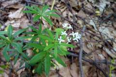 Galium odoratum