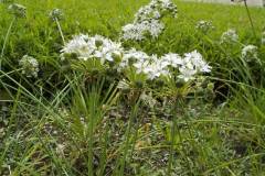 Allium odorum