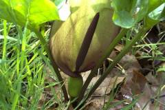 Arum maculatum