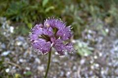 Allium senescens