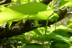Streptopus amplexifolius