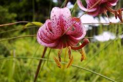 Lilium martagon