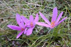 Colchicum autumnale