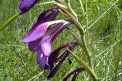 Gladiolus illyricus