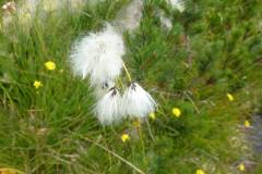 Eriophorum angustifolium