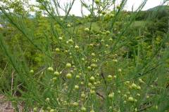 Asparagus tenuifolius