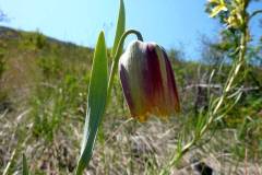 Fritillaria gussichiae
