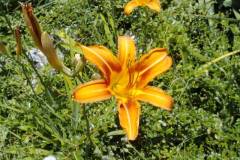 Hemerocallis fulva