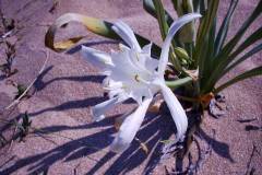 Pancratium maritimum