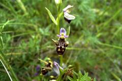 Ophrys cornuta