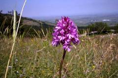 Anacamptis pyramidalis