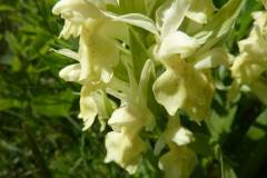 Orchis provincialis