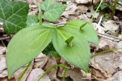 Ruscus hypoglossum