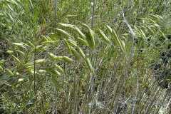 Bromus inermis