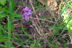 Scilla autumnalis