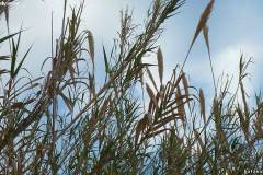 Arundo donax