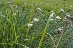 Allium sibiricum